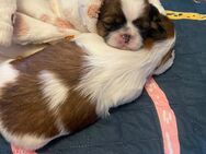 Reinrassige SHIH TZU WELPEN MIT HERZ & HERKUNFT Aus liebevoller Familienzucht – Abgabe ab dem 10.07.2025
