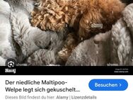 Maltipoo Welpe für Juni 2025 gesucht - Langweid (Lech)