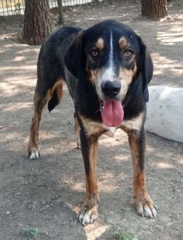 MR. WANG - fröhlicher, lieber Hundejunge - Aerzen