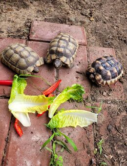 Gruppe Breitbandschildkröten (Testudo marginata) abzugeben! - Rheinsberg