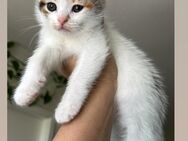 5 süße Katze suchen ein neues liebevolles ZuHause - Bonn Heiderhof