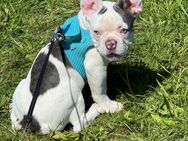 7 Monate alte französische Bulldogge Rüde - Erkelenz