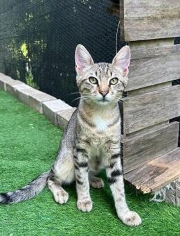 🌻Sonniger Jungkater Sammy🌻 - Eislingen (Fils)