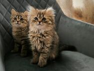 Niedliche BKH/BKH Tabby Kitten/Katzenbabys/Babykatzen sind auszugsbereit!! - Gummersbach