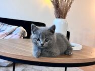Britisch kurzhaar BKH Kitten - Ruppichteroth