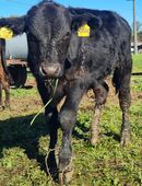 Wagyu -Angus stier in 84419