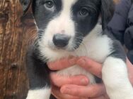 Bordercollie Appenzeller Mix Welpen - Bad Wurzach