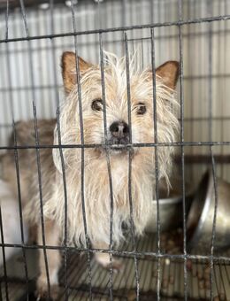 Rod Stewart - Markkleeberg