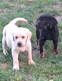 Reinrassige Labrador Welpen 800€, 39606Osterburg - Osterburg (Altmark)