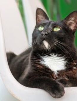 Katze Mary - als Einzelkatze - Bochum