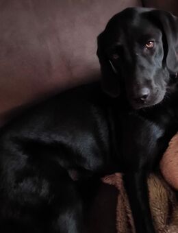 Liebevolles Zuhause gesucht - Damme