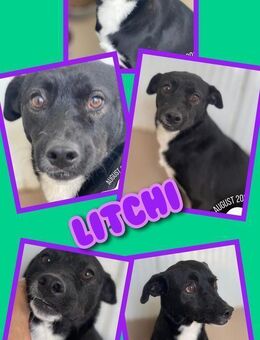 fröhliche Litchi sucht ein Zuhause - Nürnberg