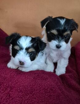 Biewer yorkshire terrier - Medebach (Hansestadt) Zentrum