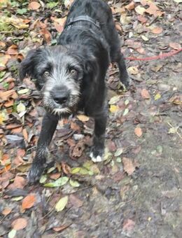 BUDDY - (freundlich, neugierig, jung) - Köln