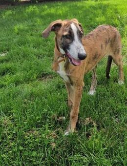 Chula; möchte die Welt entdecken - Geilenkirchen