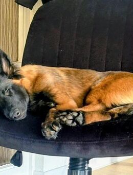 Tervueren, belgische Schäferhundwelpen - Mallentin