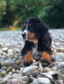 Berner Sennenhund Welpin – 4,5 Monate jung – verspielt & kinderlieb - Augsburg