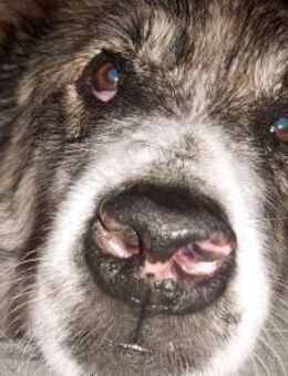 Meri sucht ihr Forever Home! PS in DO - Oberhausen