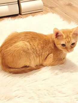 Olly Schmusekater sucht Familie - Unterföhring