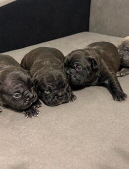 Ich biete fünf wunderschöne Französische Bulldogge - Troisdorf Zentrum