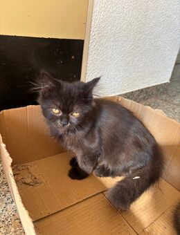 Perser/ Maine Coon Mix - Roßwein