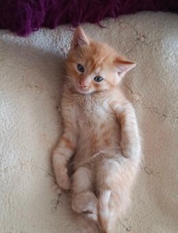 Kitten Mix EKH Schildpatt und roter Kater - Wendelstein