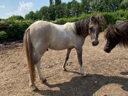 American Miniature Horse (AMH) Hengst - Delbrück