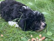 Wunderschöner Cavapoo Welpe - Lichtenfels (Hessen)