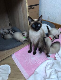 Reinrassige Siam Kitten - Neuhof (Hessen)
