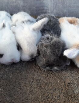 Zwergwidder ♥️ AKTUELL NACHWUCHS - Bissingen (Teck)