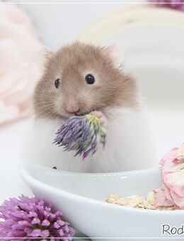 Freundliche, zahme Goldhamster & Teddyhamster - Egling