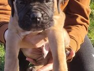 Cane Corso/ Boxer Mix Welpen - Wadersloh