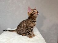 Bengalkitten - Essen
