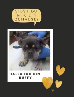 BUFFY PP sucht sehnsüchtig nach Liebe - Neustadt (Rübenberge)