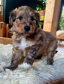 Schottischer Collie/pudel mix Welpen - Pluwig