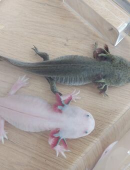 Axolotl zu verkaufen ( 50€ für beide ) - Düsseldorf Zentrum