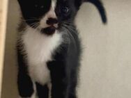 Nala - Katzenmädchen sucht ihr Glück - Bad Camberg