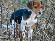 Beagle-Mix-Welpe sucht tierliebe Menschen - Reddelich