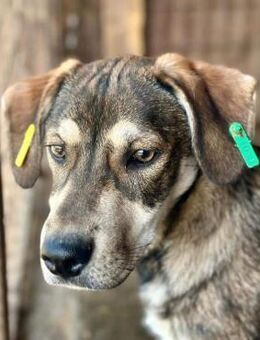 ASWIN ~ träumt von Freiheit - Duisburg