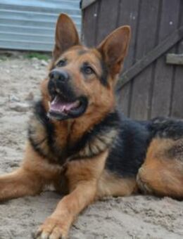 Schenkst du LOLEK ein neues Leben? - München