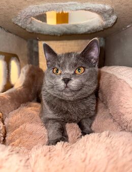 BKH Katze (5 Monate, weiblich) – inkl. Zubehör - Bochum Werne