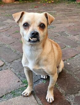 PHILIPPO sucht das große Glück - Koblenz