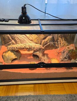 Terrarium mit Leopard gecko - Korbach (Hansestadt)