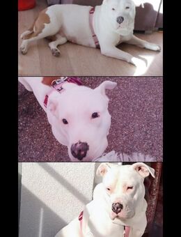 Old Bulldogge Mischling Bella - Niederstetten