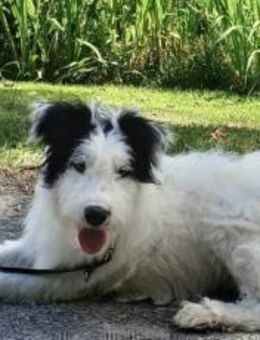 Unsere liebe Flora sucht ihr Zuhause - München