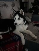 Ich suche eine neue Familie in 16909