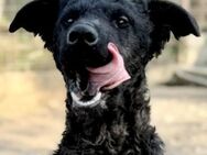 Benny der Gute Laune Hund - Krefeld