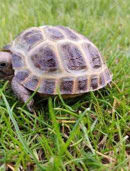 Vierzehen (Russische) Landschildkröten, Testudo horsfieldii, aus unserer Hobbyzucht zu verkaufen - Fronhausen