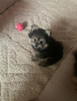 Kleine mix Pomeranian Hündin - Berlin Tempelhof-Schöneberg