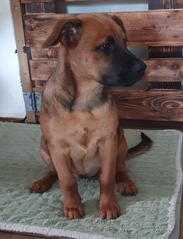Süße Mischlings Welpen - Wörth (Donau)